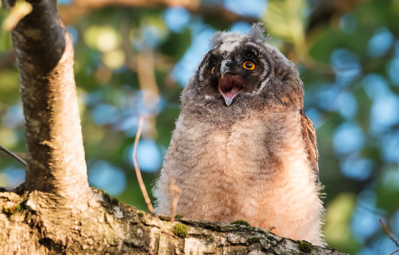 Photo wallpaper trees, owl, bird, beak, owlet