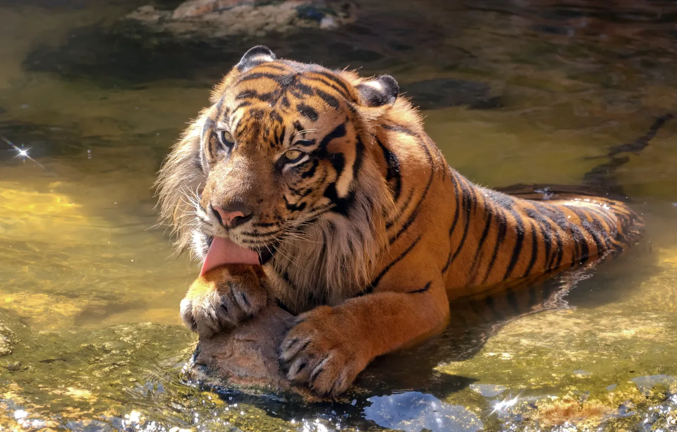Photo wallpaper language, cat, water, tiger, stones, bathing, Sumatran
