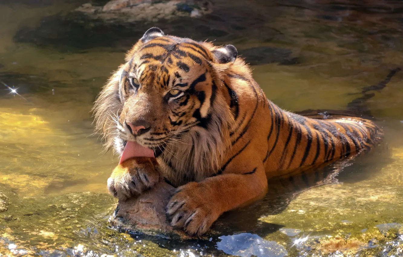 Photo wallpaper language, cat, water, tiger, stone, bathing, Sumatran
