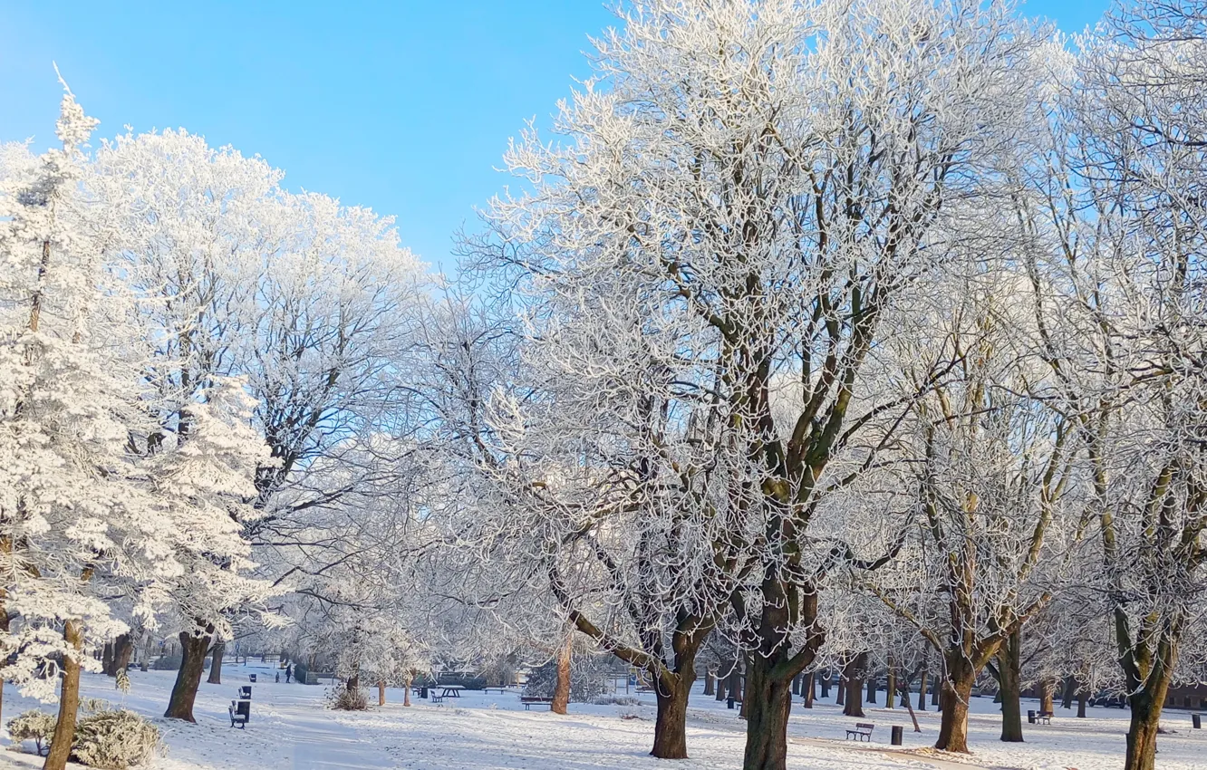 Photo wallpaper white, forest, snow, tree, frost