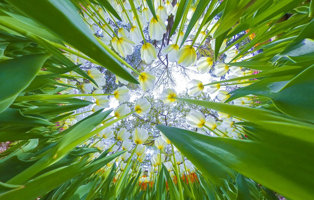 Photo wallpaper leaves, light, trees, flowers, branches, Park, beauty, spring