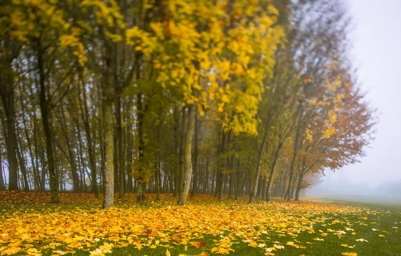 Photo wallpaper leaves, trees, fog