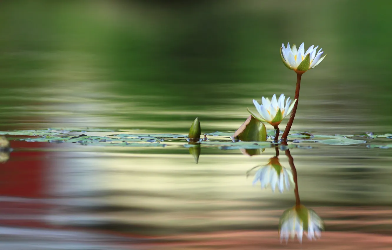 Photo wallpaper macro, petals, water Lily