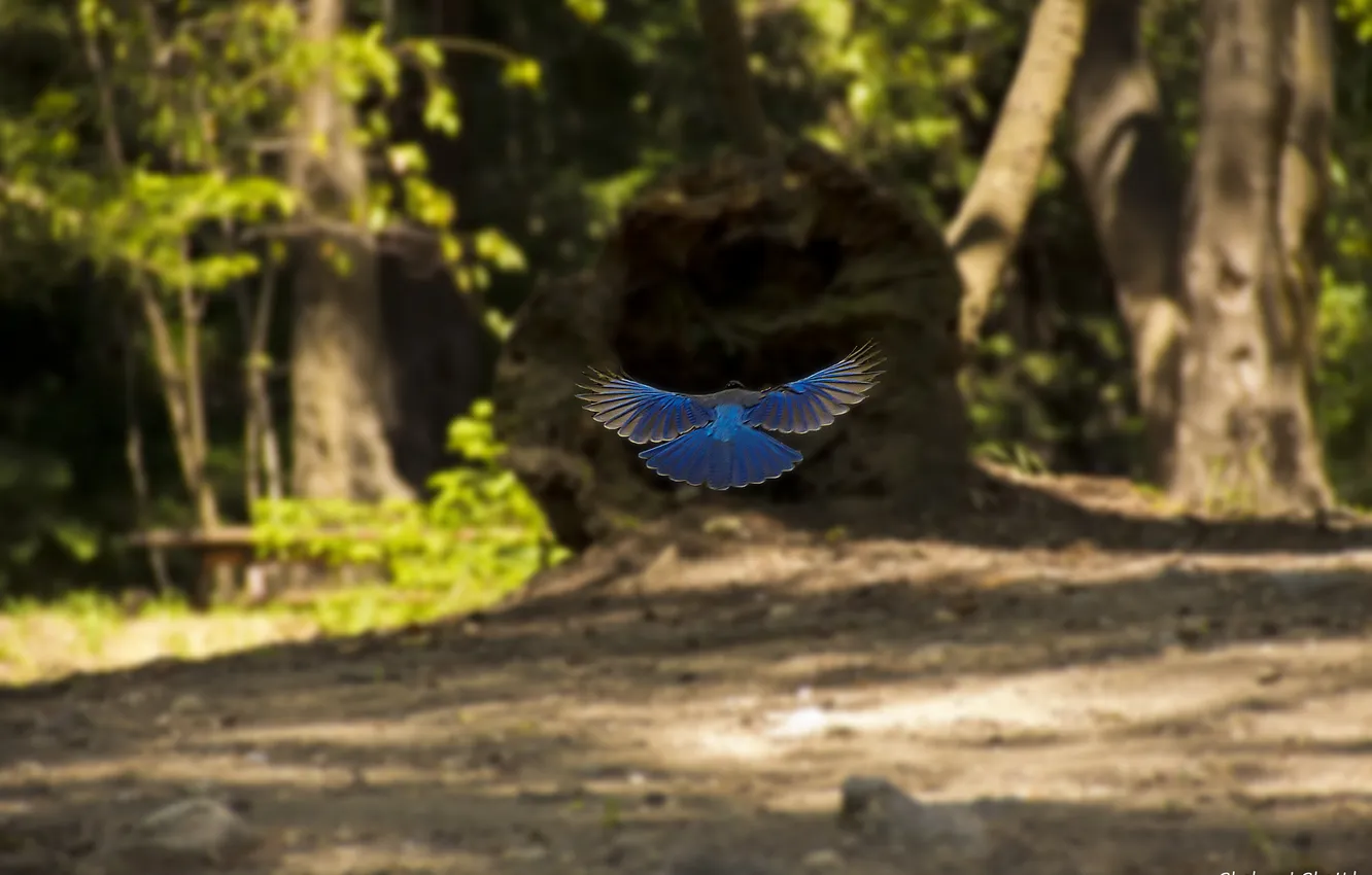 Photo wallpaper forest, bird, blue, in flight, Shehzad Sheikn