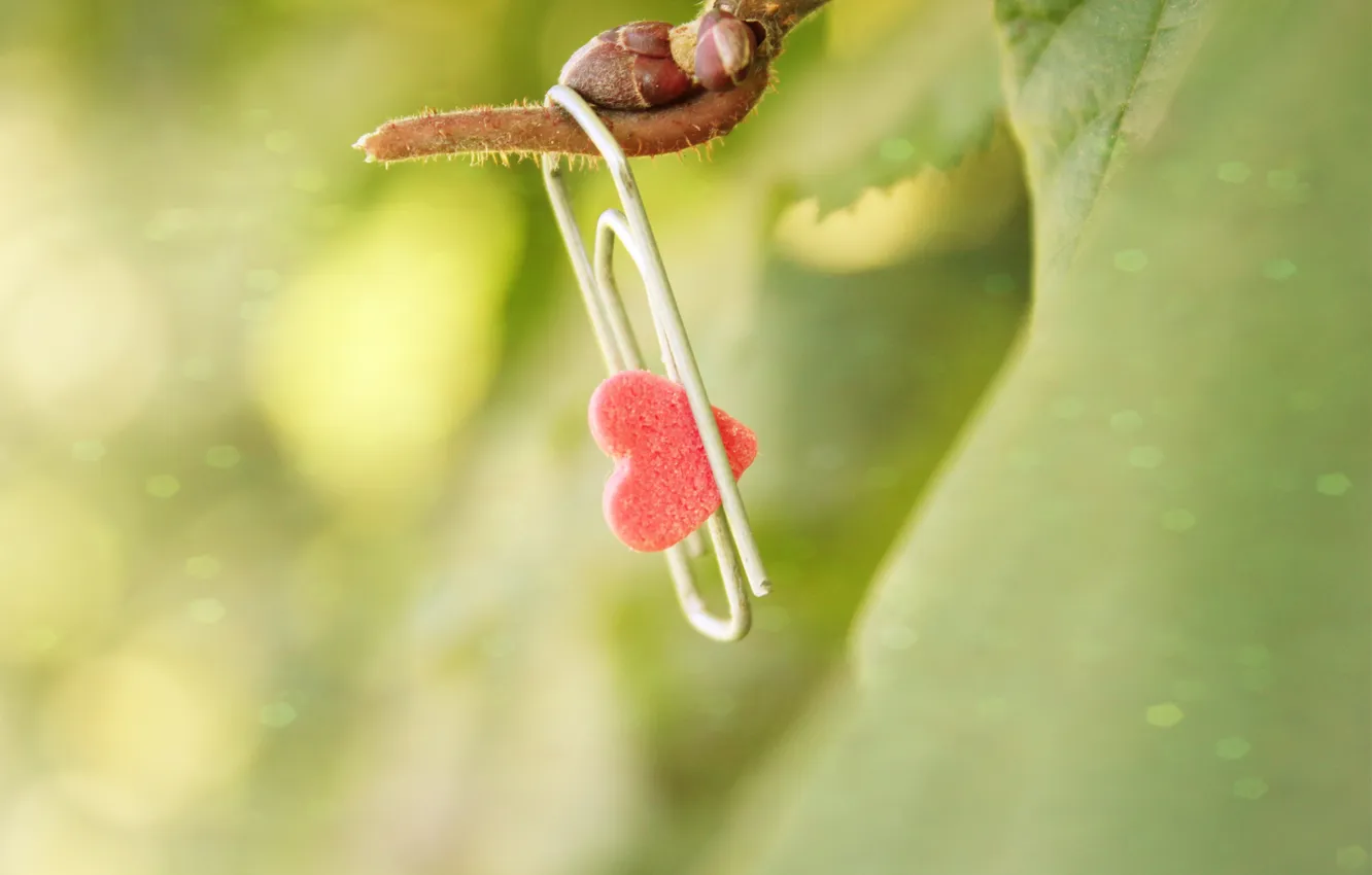 Photo wallpaper macro, heart, clip