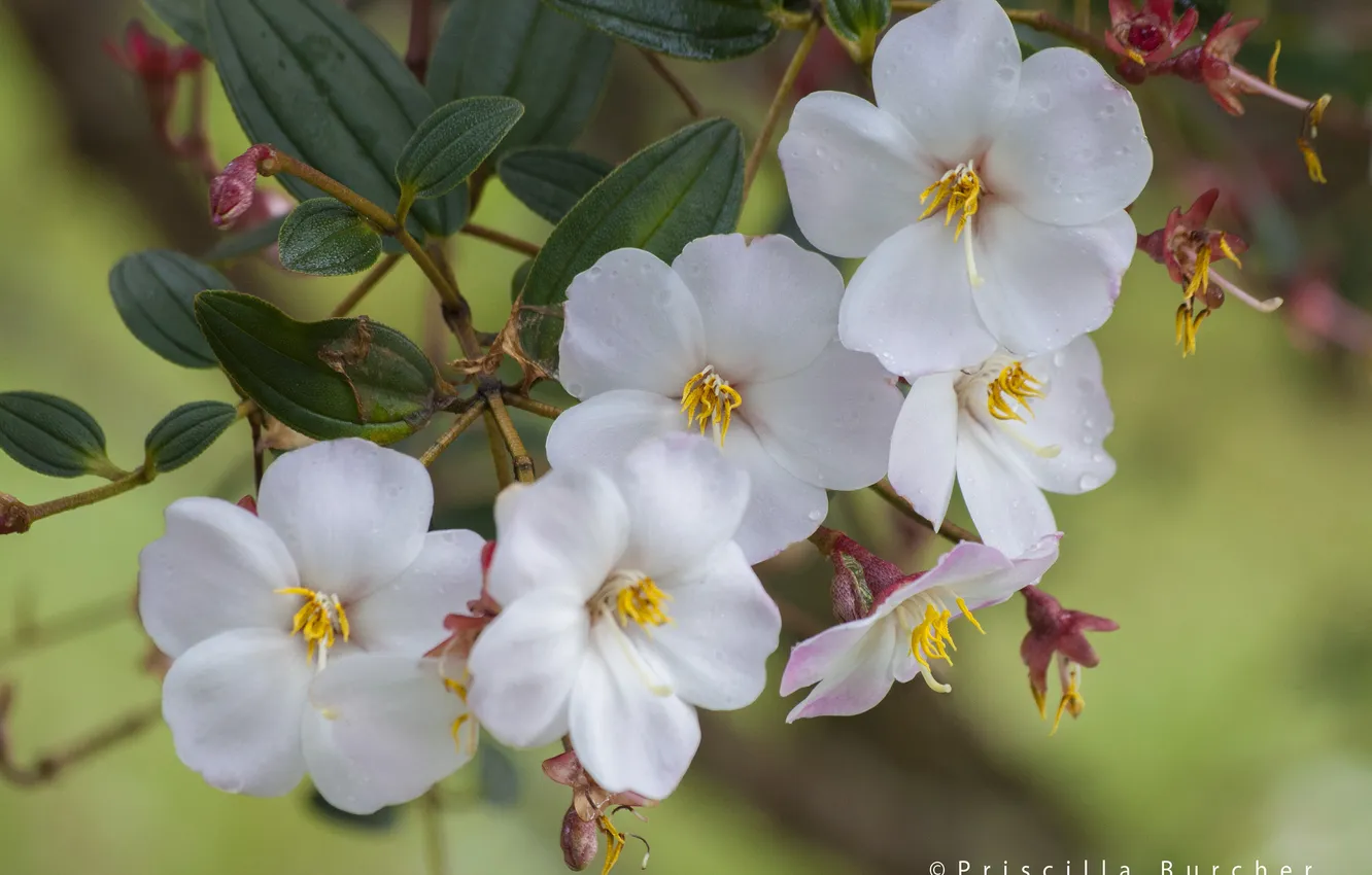 Photo wallpaper branches, shrub, Tibouchina