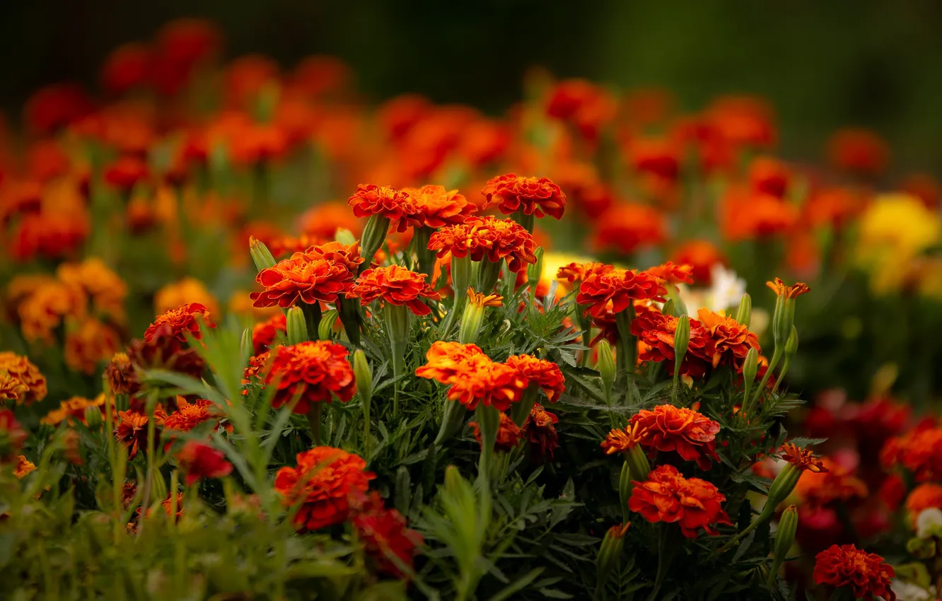 Photo wallpaper flowers, bright, garden, red, flowerbed, autumn, marigolds