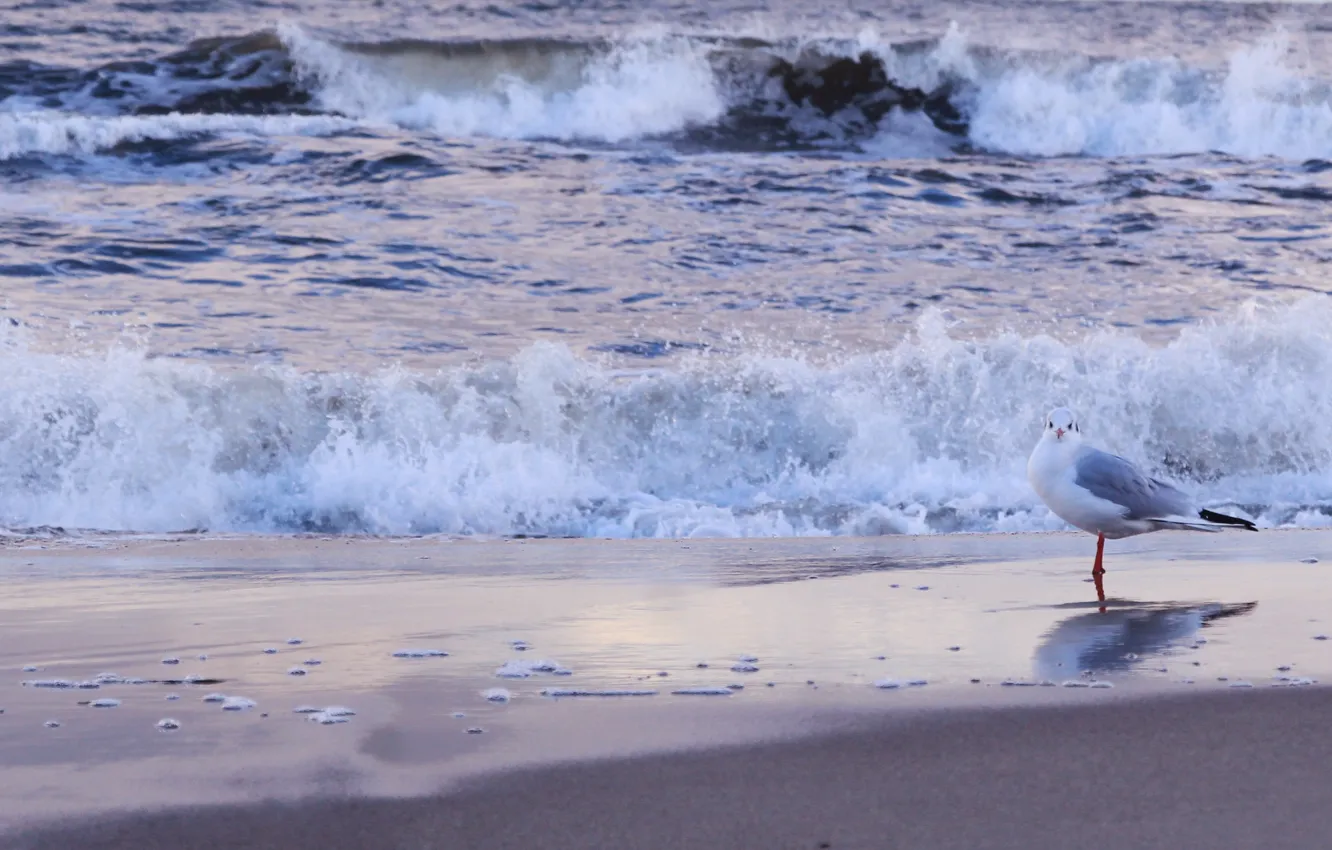 Photo wallpaper beach, sea, ocean, bird, seagull