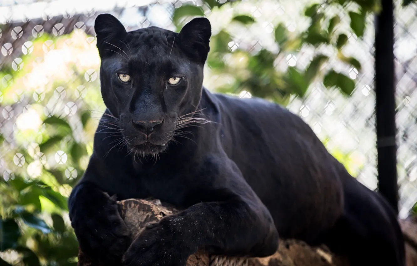 Photo wallpaper face, stay, predator, Panther, lies, wild cat, © James Scott, black leopard