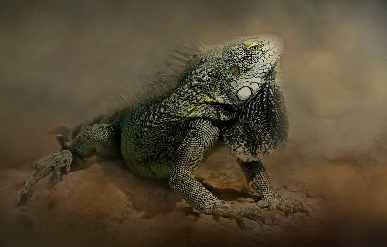 Photo wallpaper pose, treatment, iguana, reptile, photoart