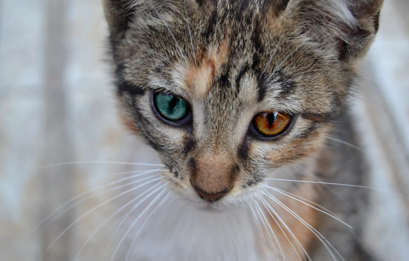 Photo wallpaper mustache, look, background, Koshak, Tomcat, Kote