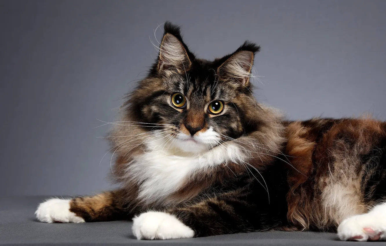 Photo wallpaper cat, cat, look, pose, background, muzzle, Maine Coon, Studio