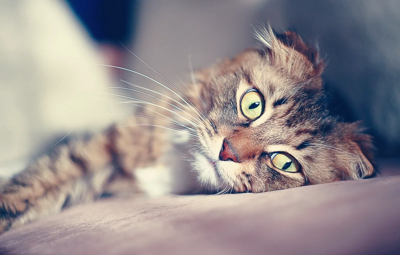 Photo wallpaper cat, mustache, look, pupils, bokeh, alertness