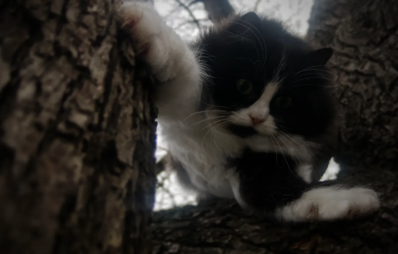 Photo wallpaper the sky, look, branches, fright, situation, tree, claws, Cat