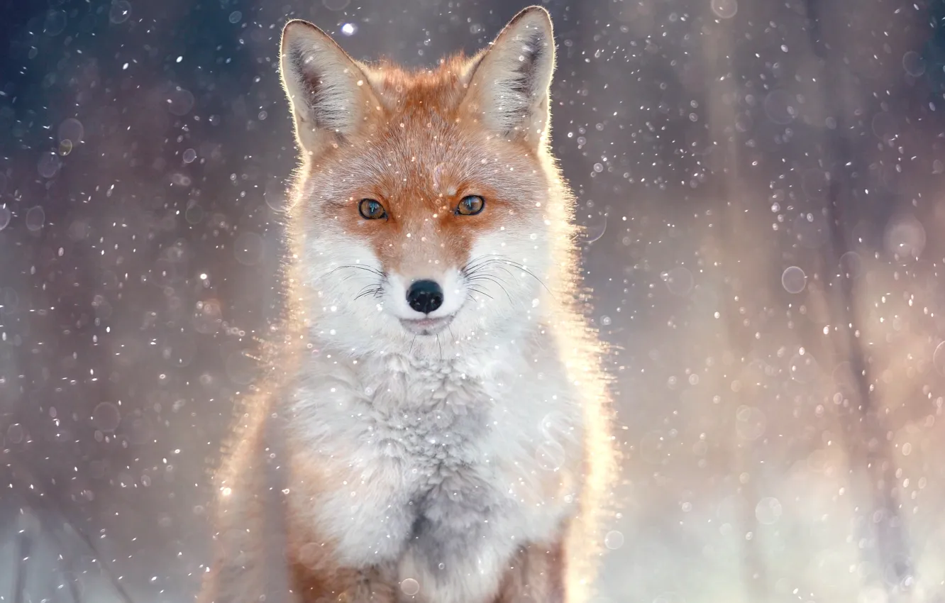 Photo wallpaper Look, Fox, Animals