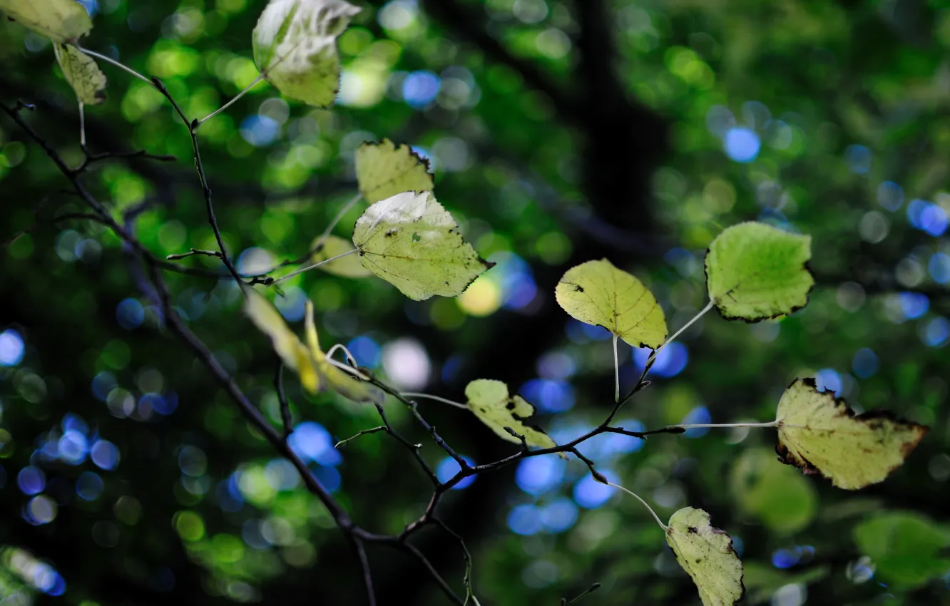 Photo wallpaper greens, glare, tree, foliage, blur, branch, leaves, bokeh