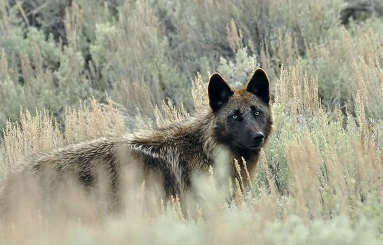 Photo wallpaper nature, snow, predator, face, animal, wolf, wildlife, portrait