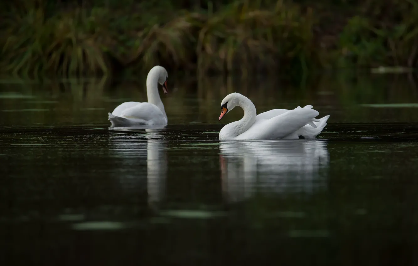 Photo wallpaper autumn, lake, reflection, background, bird, pair, swans