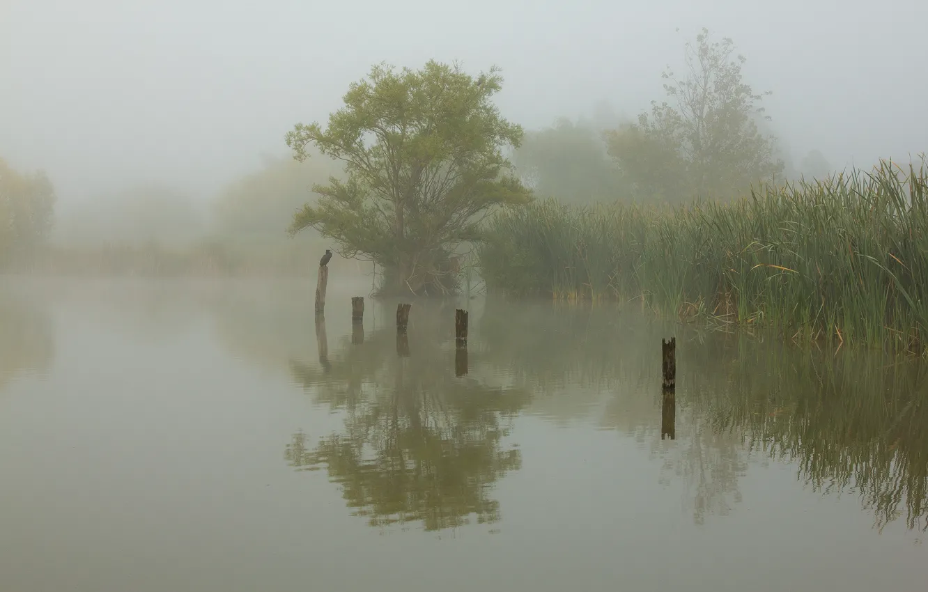 Photo wallpaper fog, lake, bird, morning, reed