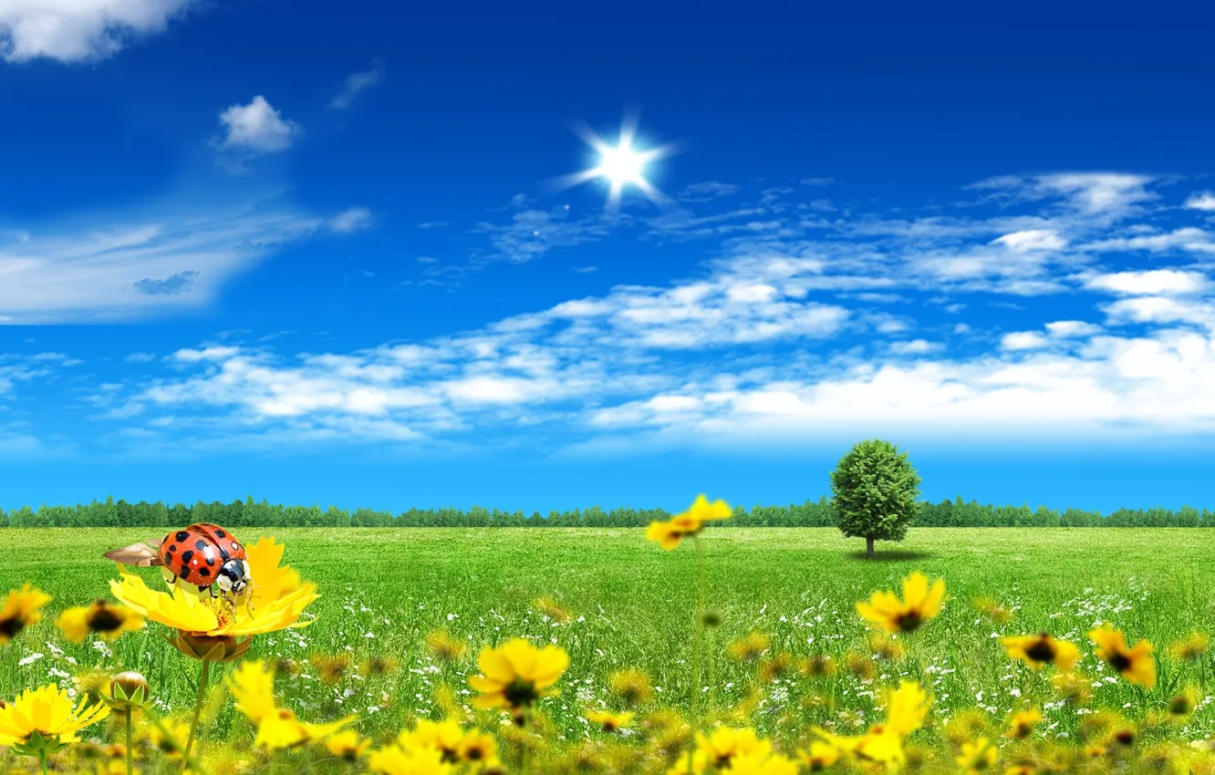 Photo wallpaper the sky, grass, clouds, ladybug, Nature, beauty, ray, blue