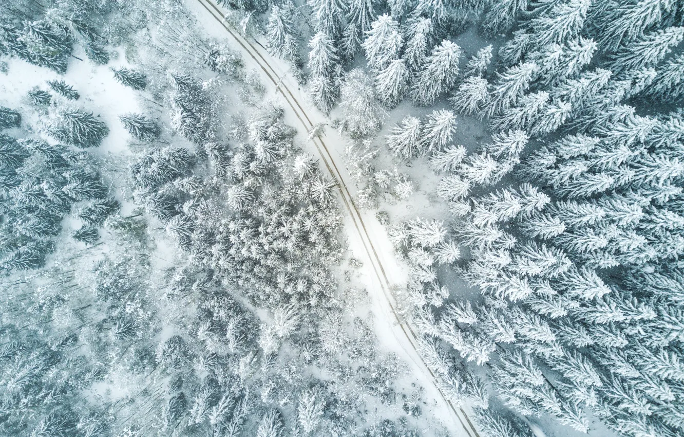 Photo wallpaper winter, road, forest, nature, the way, tree, forest, road