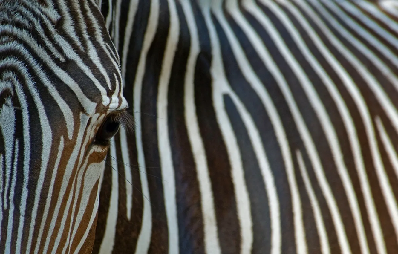 Photo wallpaper endangered species, desert Zebra, Grevy's Zebra