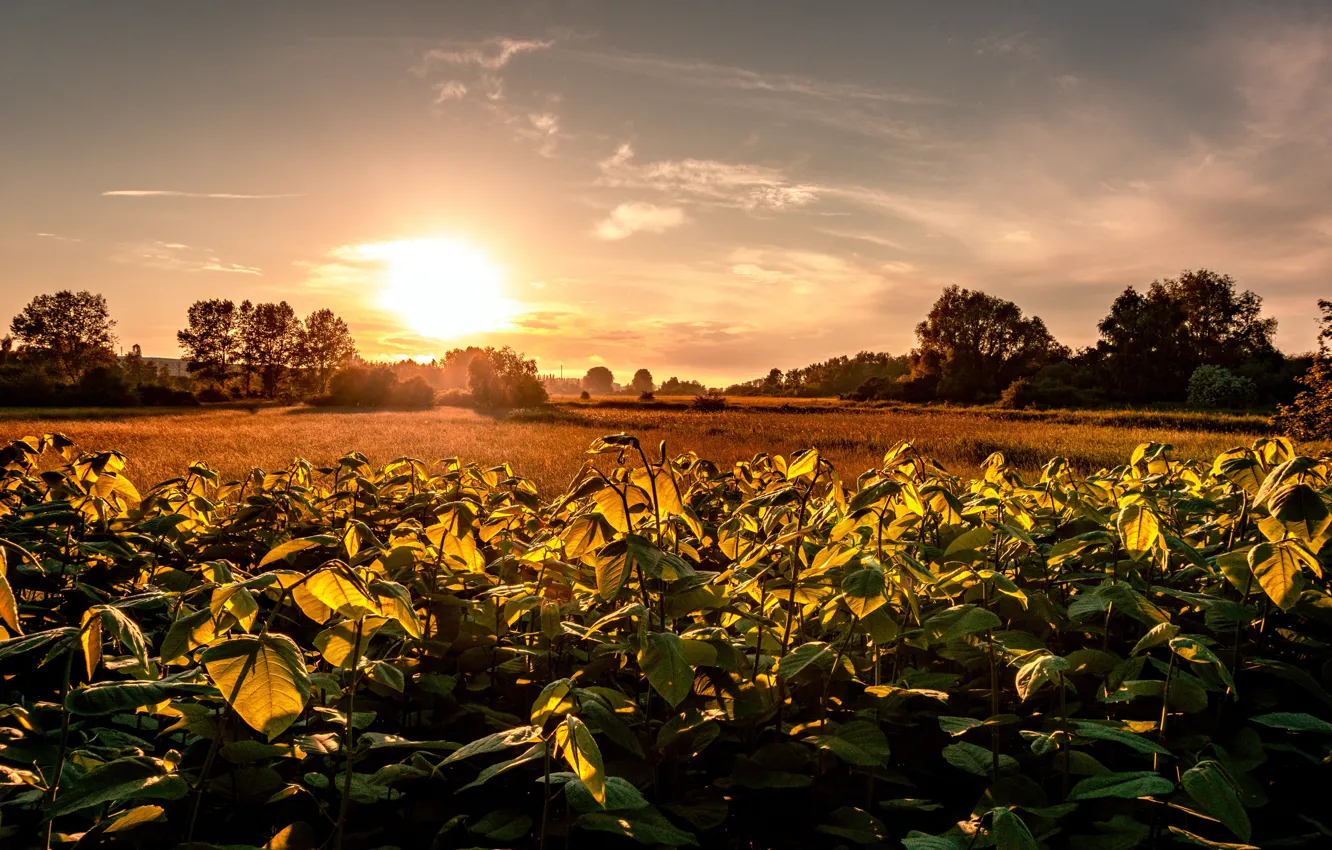 Photo wallpaper field, summer, leaves, the sun, light, trees, sunset, plant