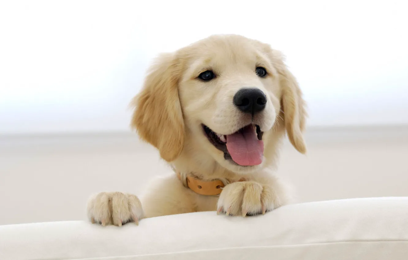 Photo wallpaper look, smile, Puppy