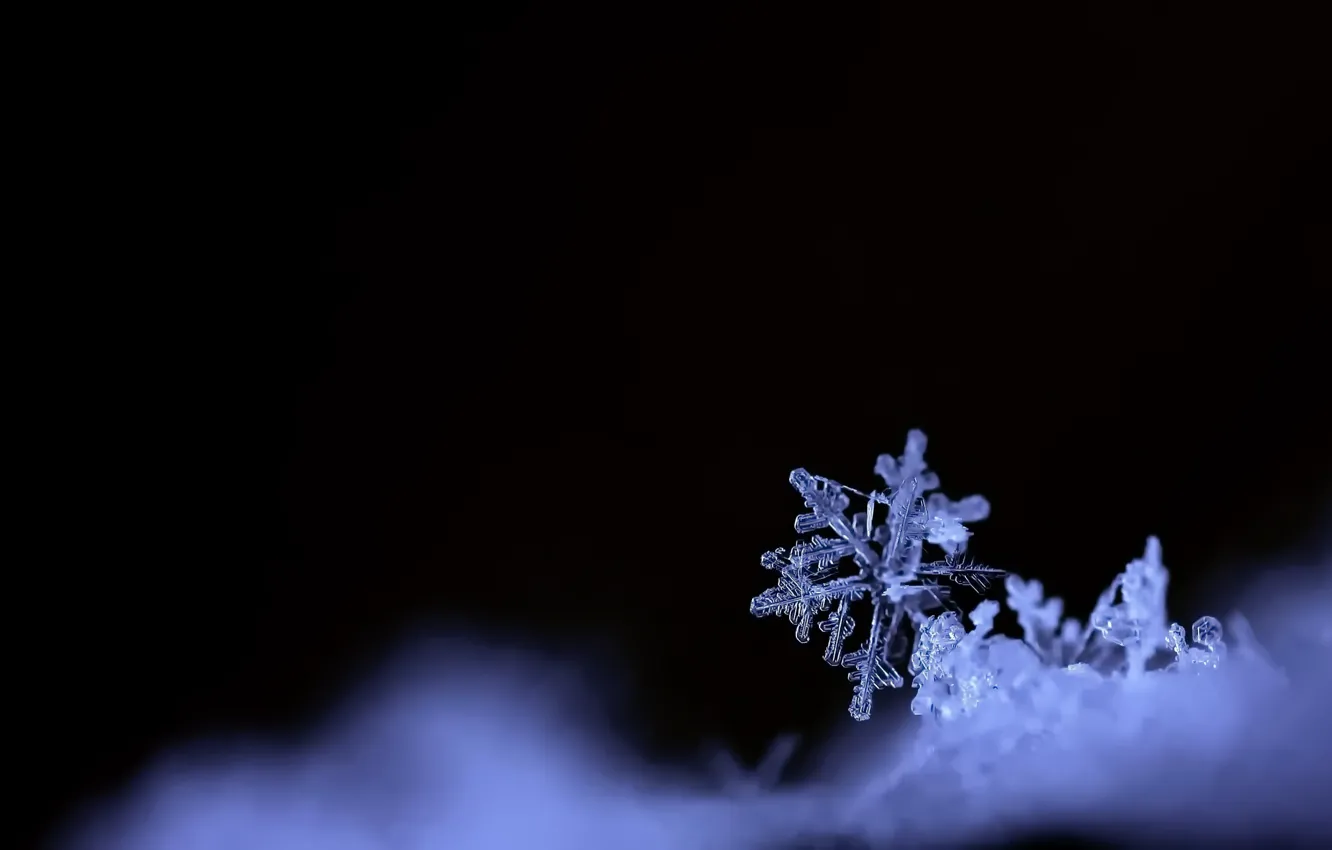 Photo wallpaper winter, snowflakes, nature