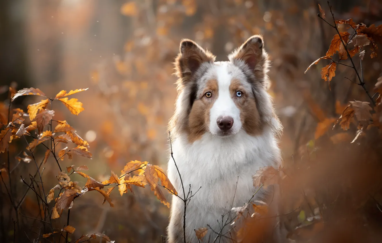 Photo wallpaper autumn, look, face, leaves, branches, portrait, dog, bokeh