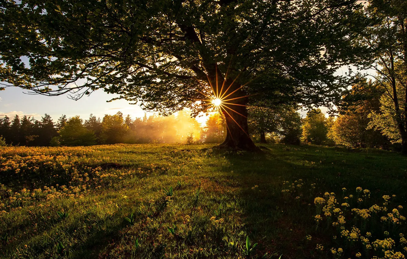 Photo wallpaper the sun, rays, trees, nature