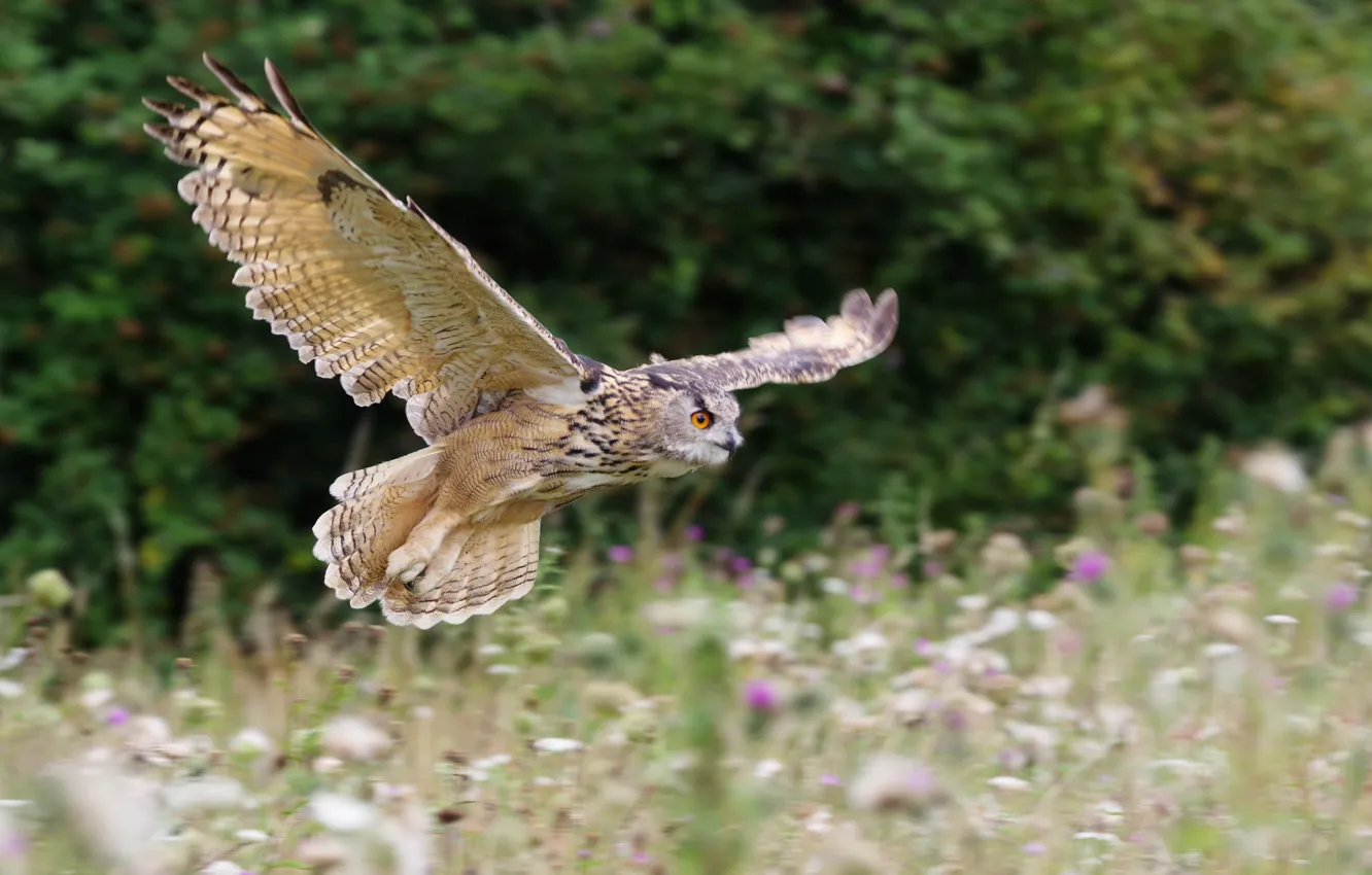 Photo wallpaper nature, owl, bird, feathers, color