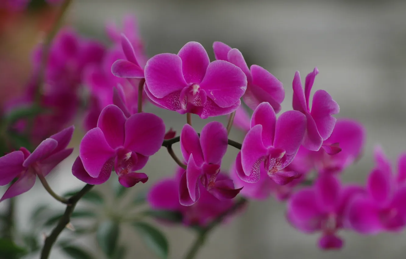 Photo wallpaper flowers, pink, orchids, bokeh