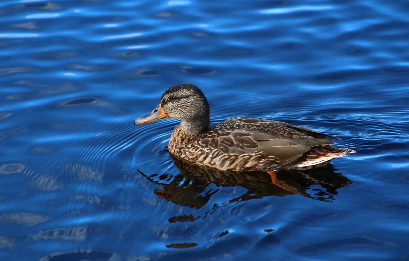Photo wallpaper lake, bird, duck, floats