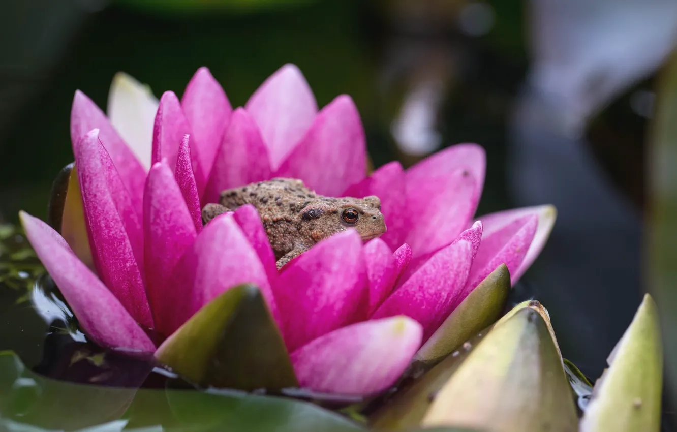 Photo wallpaper flowers, water Lily, frog