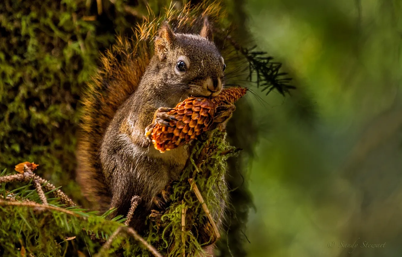Photo wallpaper protein, bumps, lunch