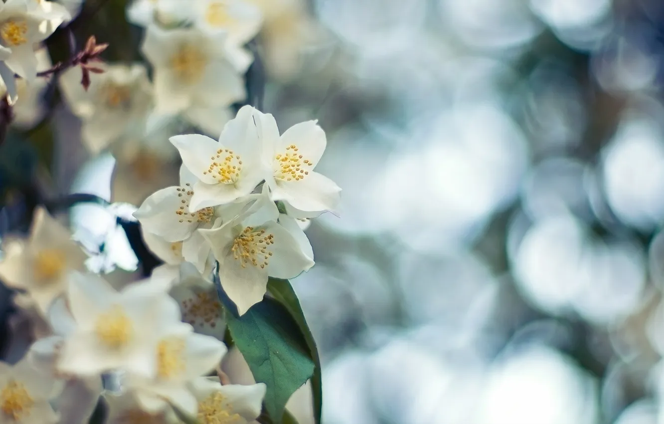 Photo wallpaper summer, nature, Jasmine tree