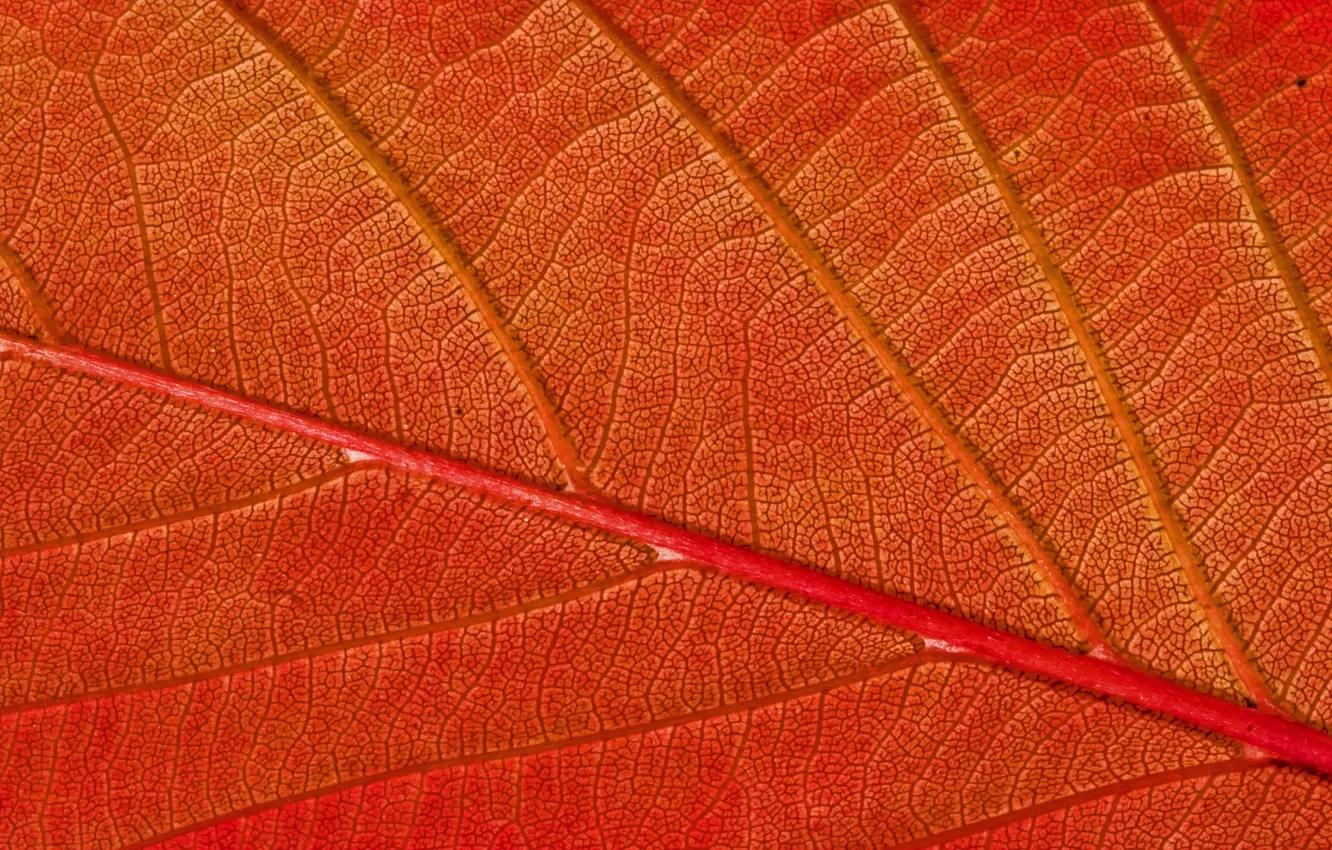 Photo wallpaper Red, autumn, pattern, leaf