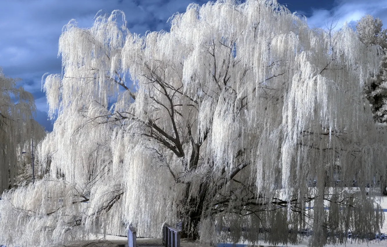 Photo wallpaper white, the sky, trees, blue, bridge, Park