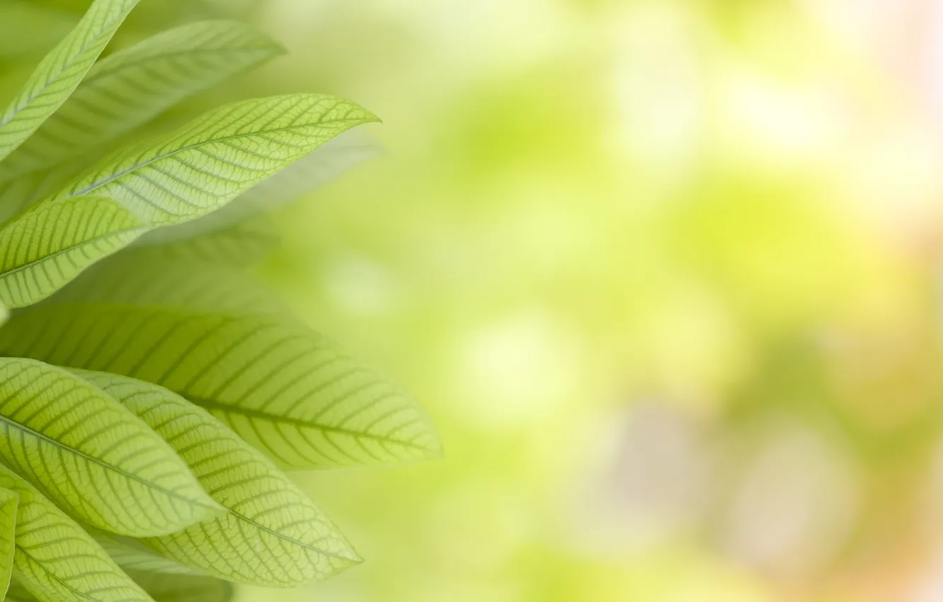 Photo wallpaper nature, plant, leaf