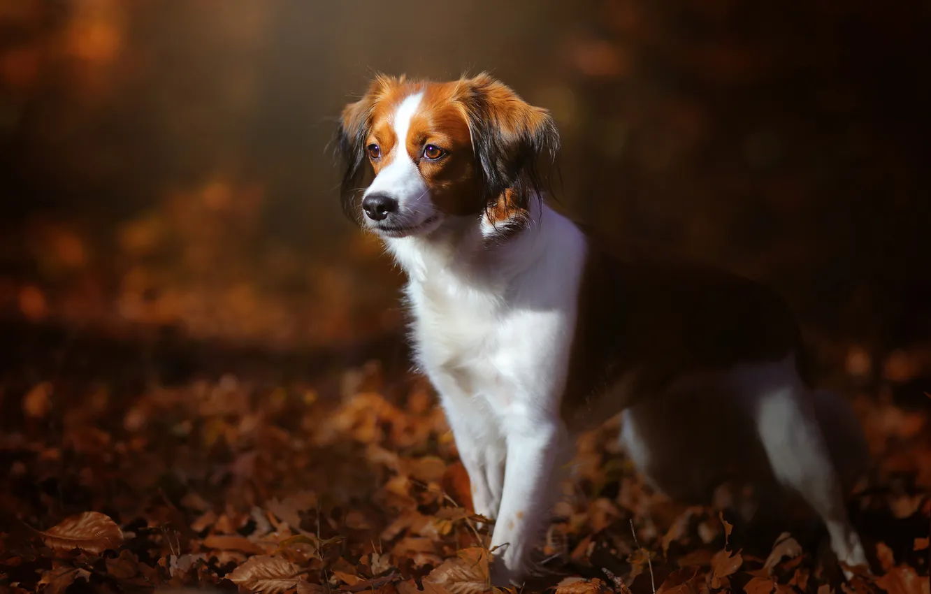 Photo wallpaper look, each, dog