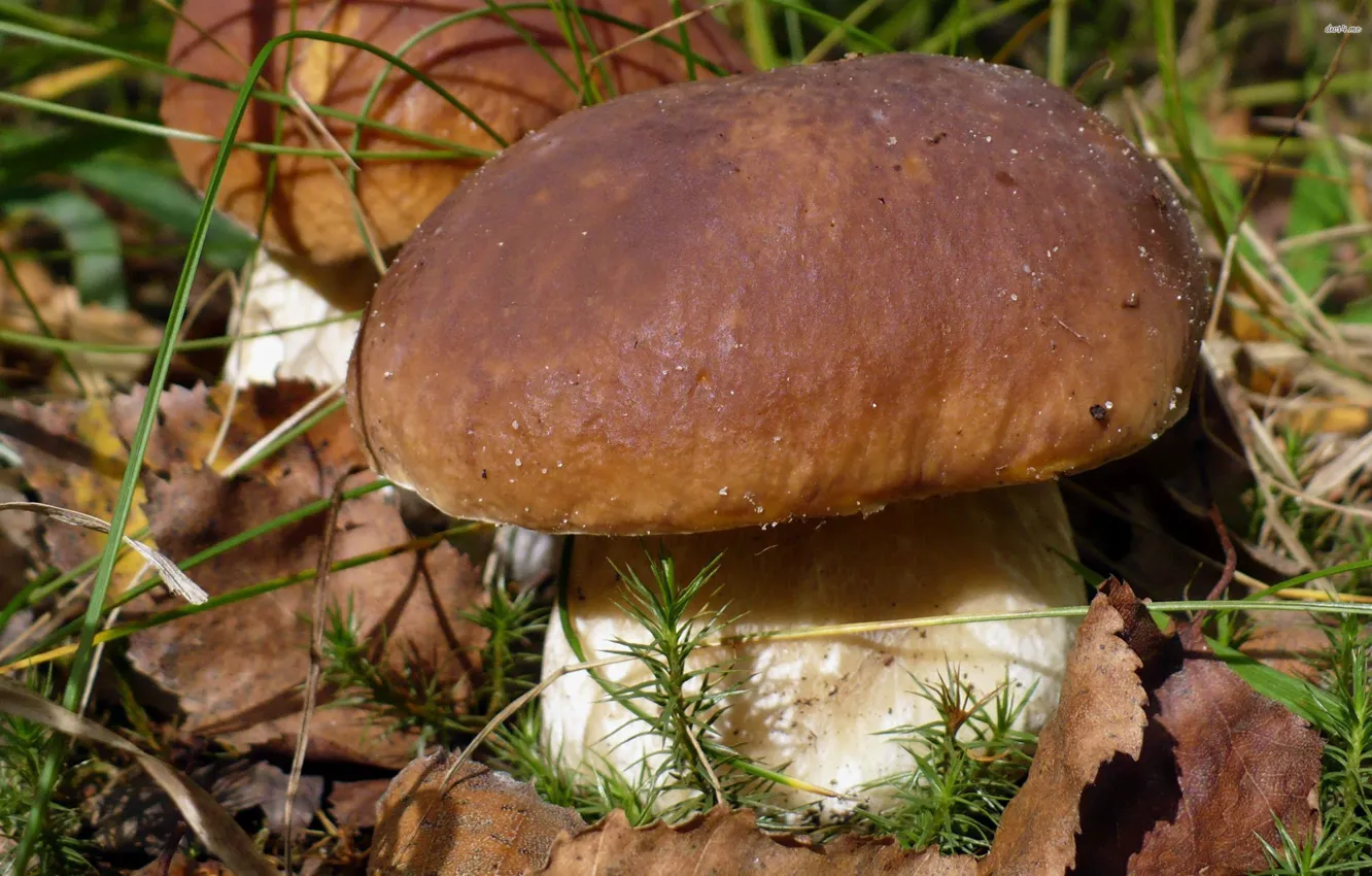 Photo wallpaper macro, large, White mushroom