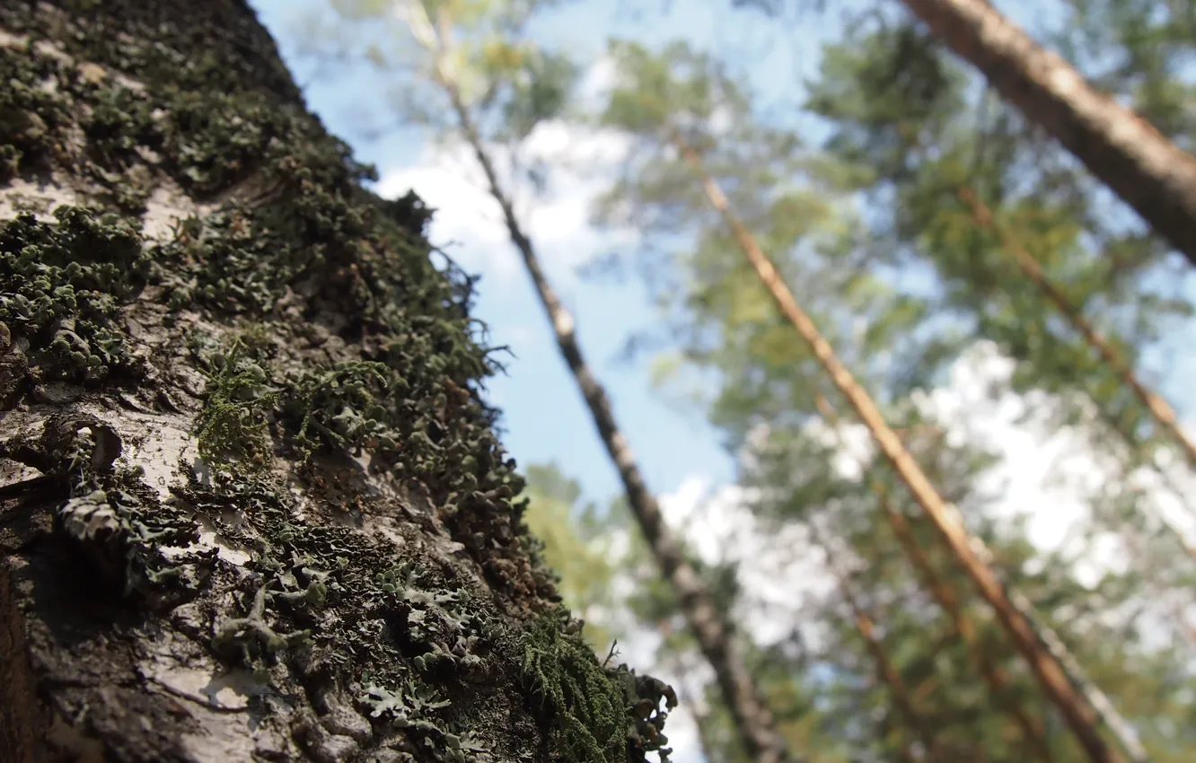 Photo wallpaper forest, macro, trees, moss, trunk