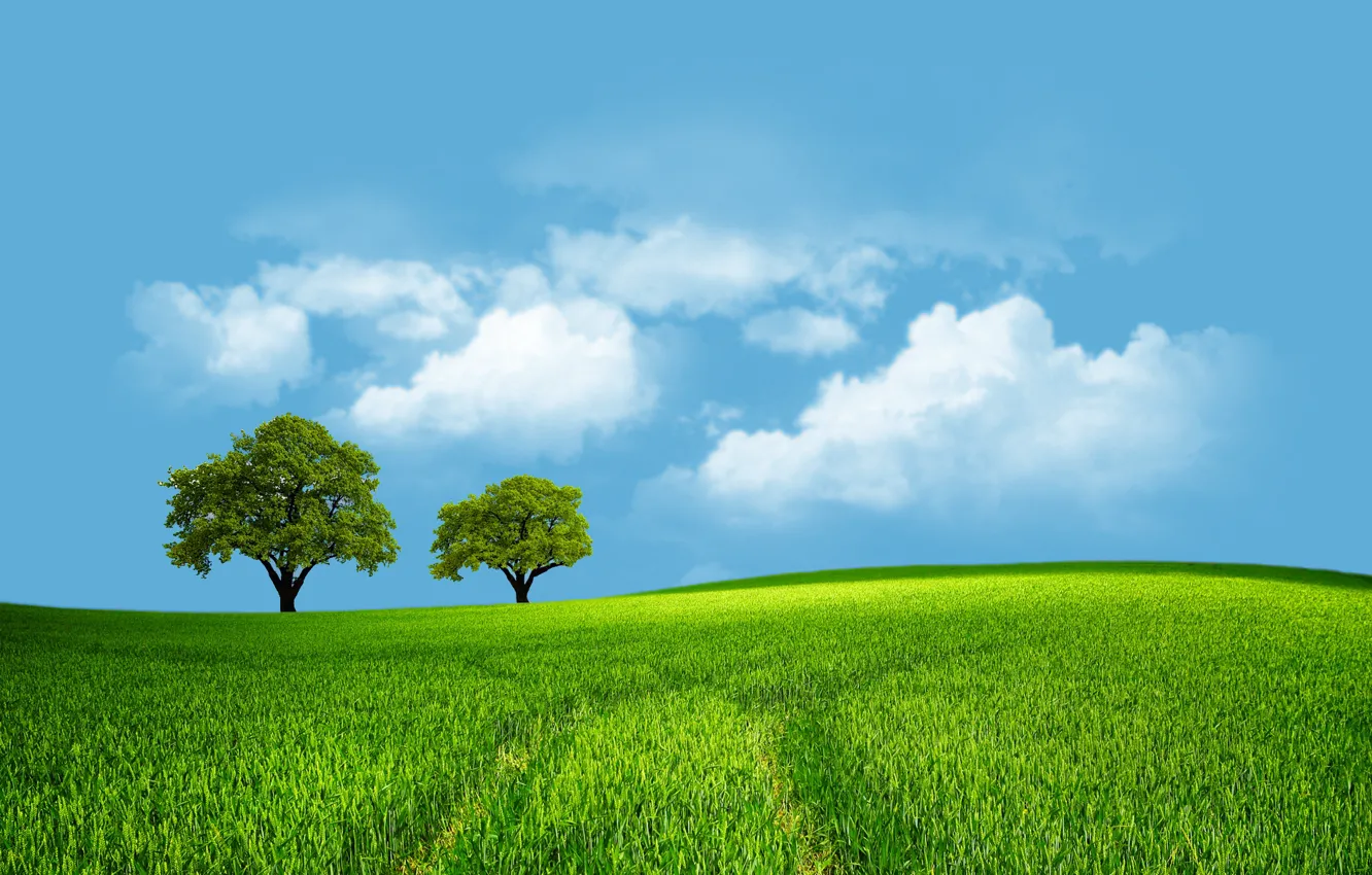 Photo wallpaper field, the sky, trees