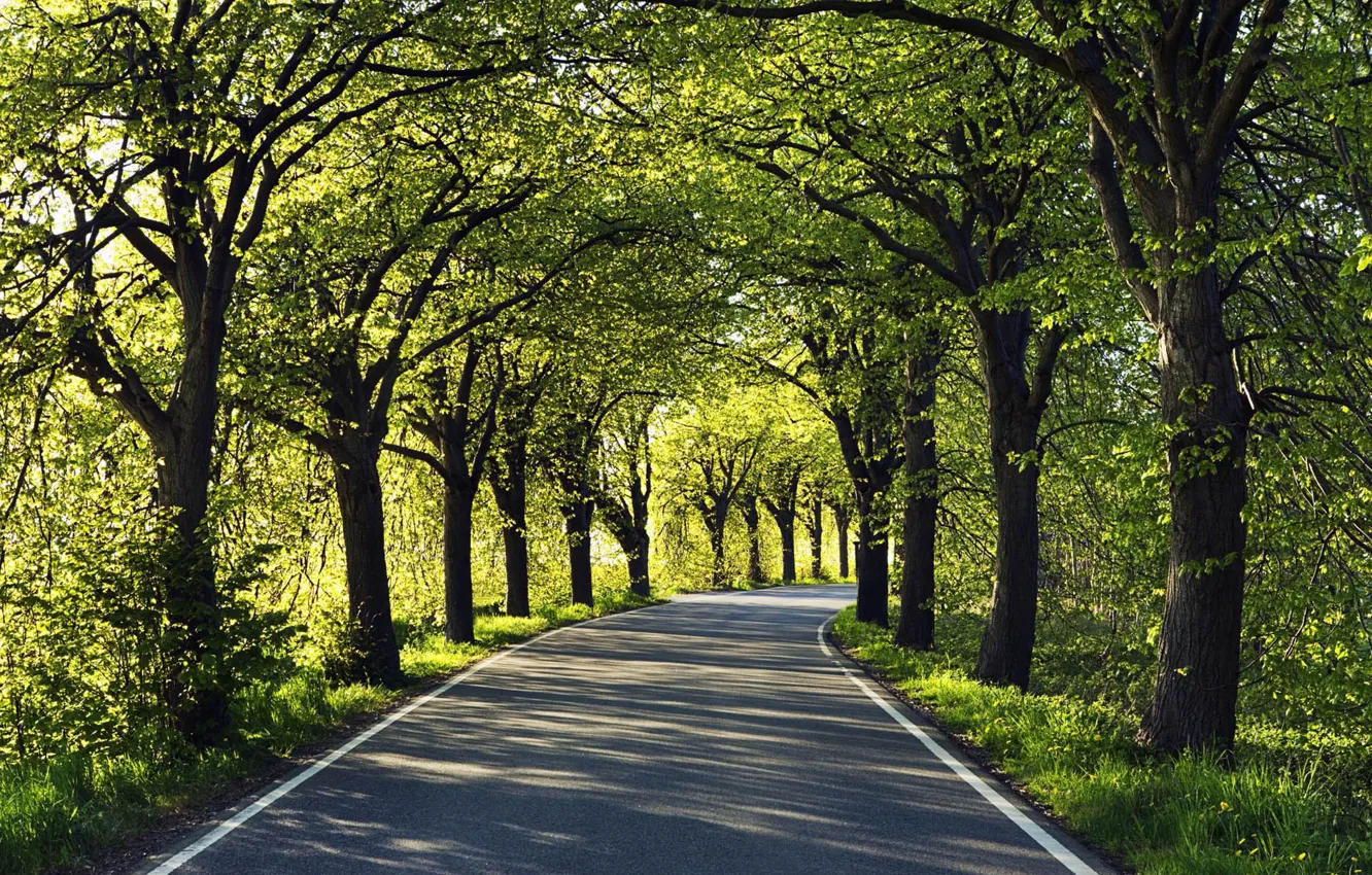 Photo wallpaper road, asphalt, trees