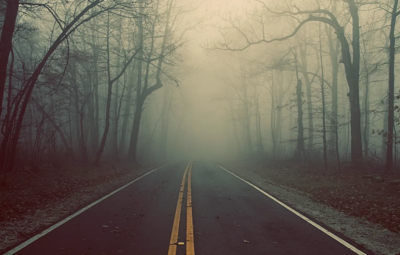 Photo wallpaper road, forest, trees, fog, track