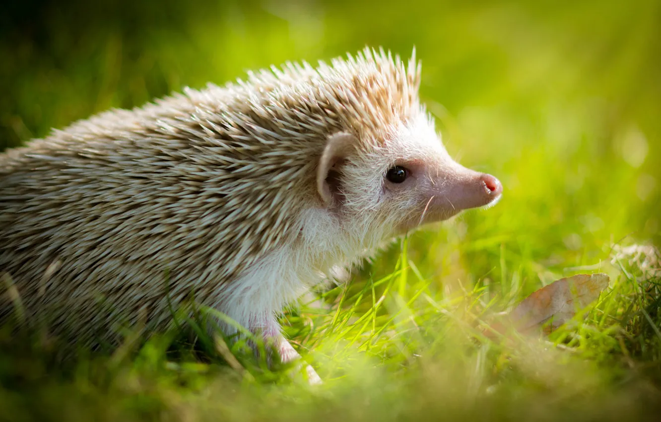 Photo wallpaper white, grass, look, leaves, rays, light, background, glade