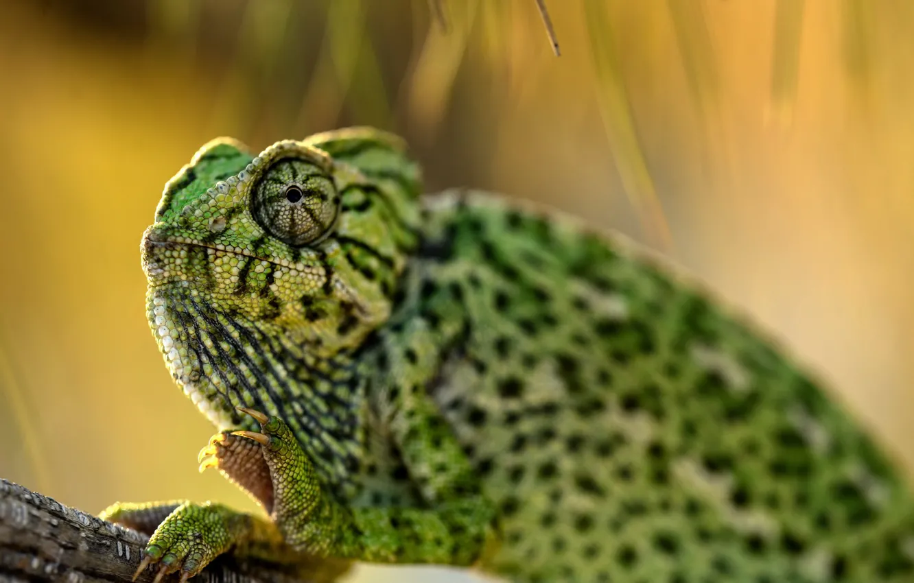 Photo wallpaper nature, background, lizard