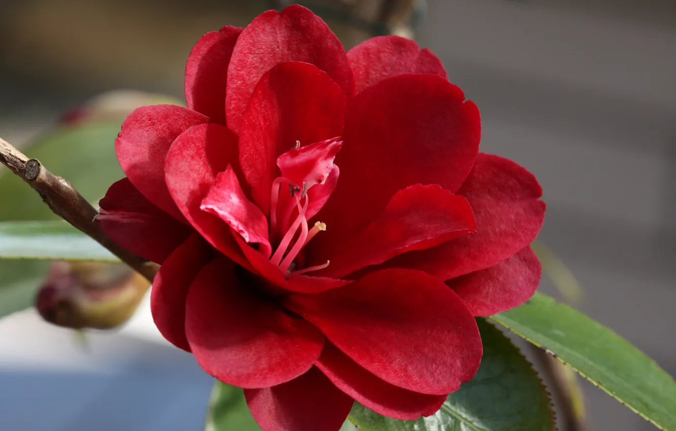 Photo wallpaper leaves, buds, flowering, shrub, Camellia, Camellia