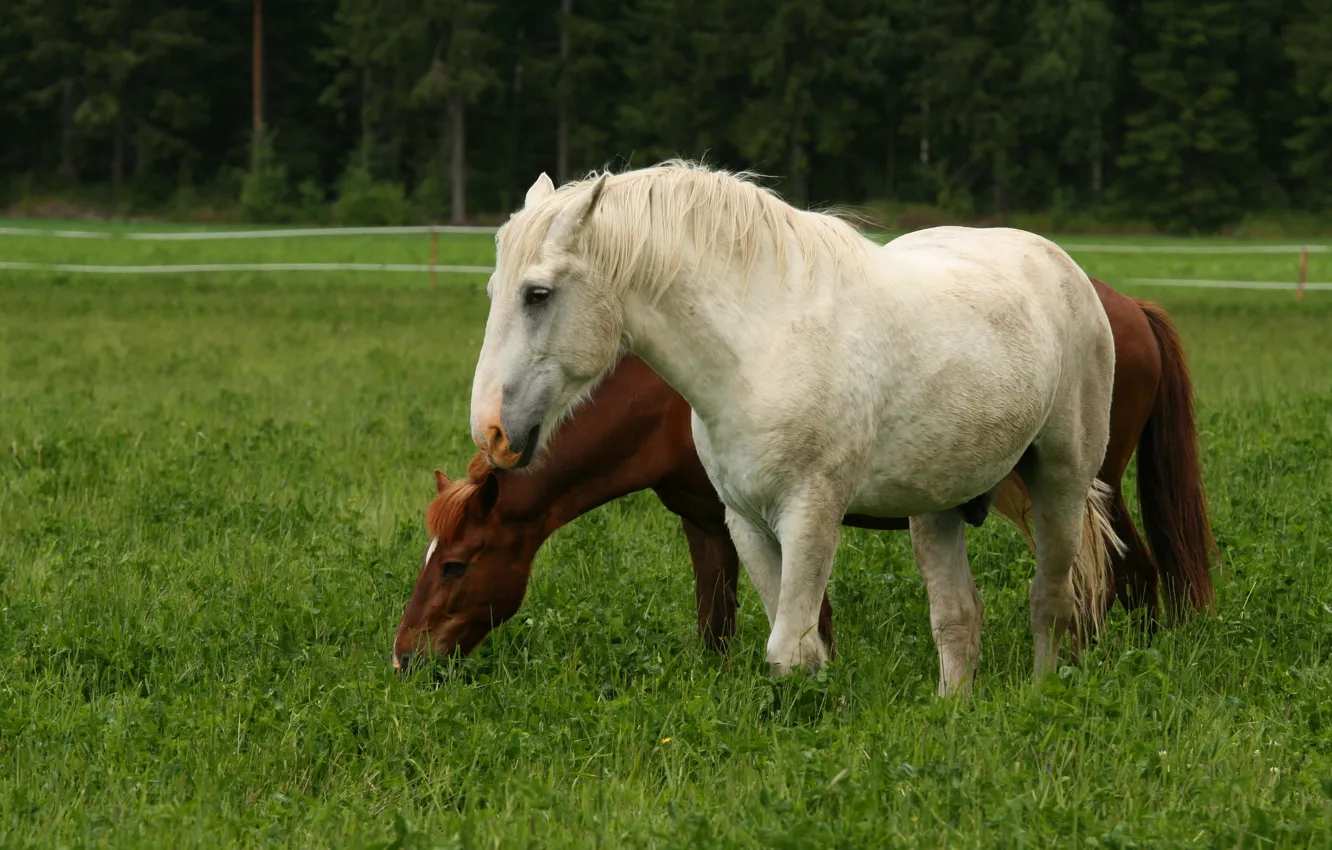 Photo wallpaper horse, chestnut, white, pair, field, grass, horse, two
